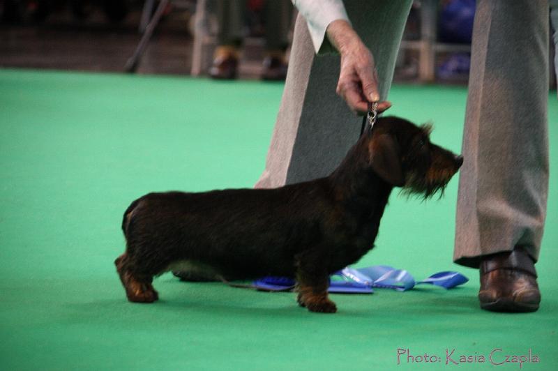 Crufts2011_2 1411.jpg